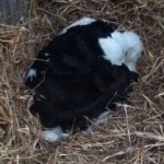 New Baby Calves at Garrendenny