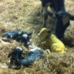 A Record-breaking Night: More Garrendenny Goats – and Triplet Calves