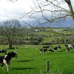Where’s The Pride In Irish Farming Gone?