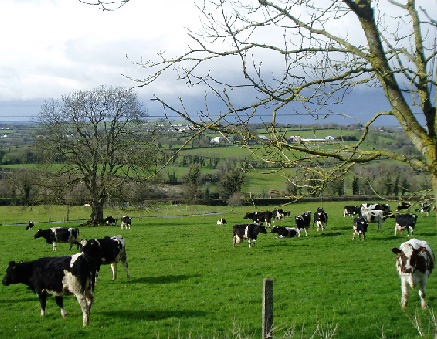 Irish Dairy Farming