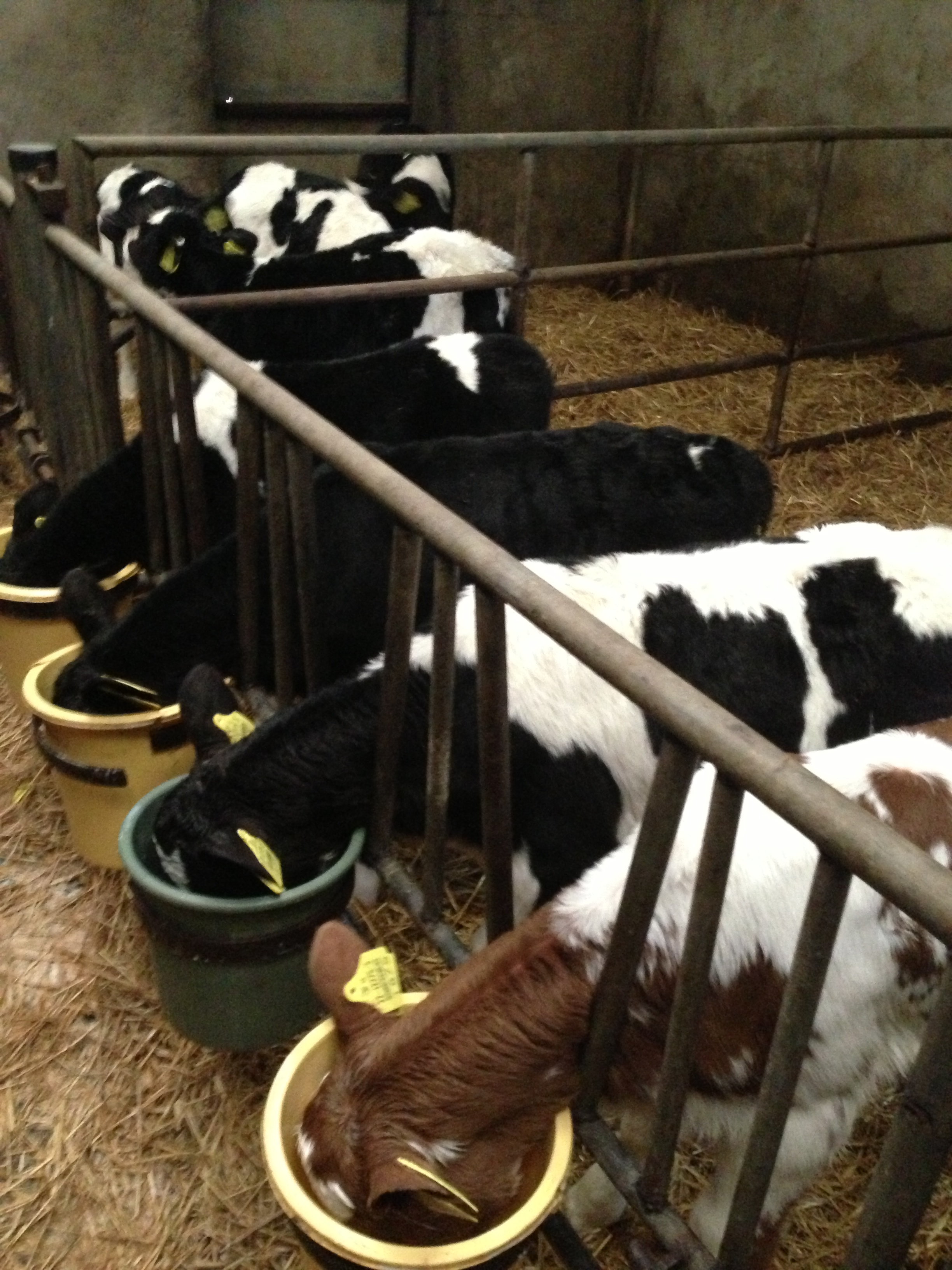 Details about   M1 Milk Train Wall Mount Calf Feeder Teat Milk Feeding Rearing Farm Cattle Bottl 