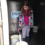 Feeding Dairy Calves: Bucket V Teat Feeder