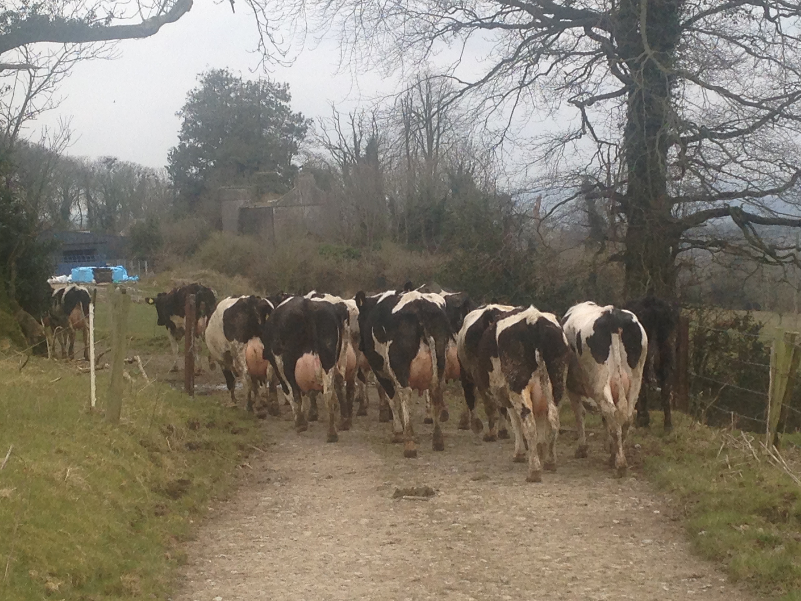Cows going to be milked