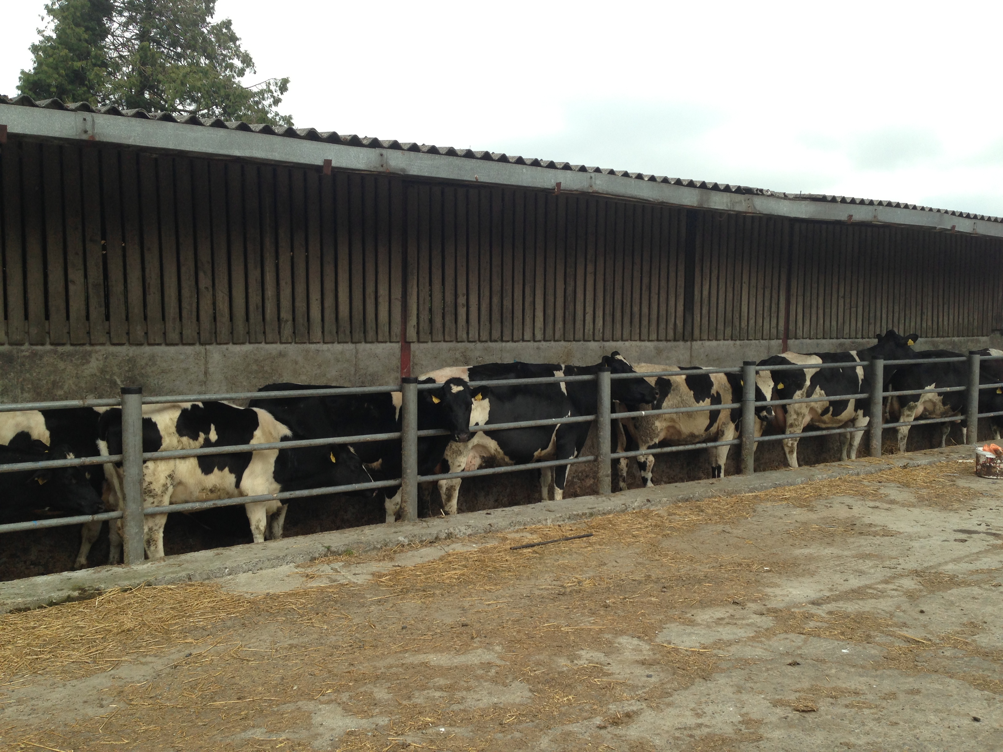 Irish Dairy Cows waiting for the AI technican / queuing up at the local night club :)
