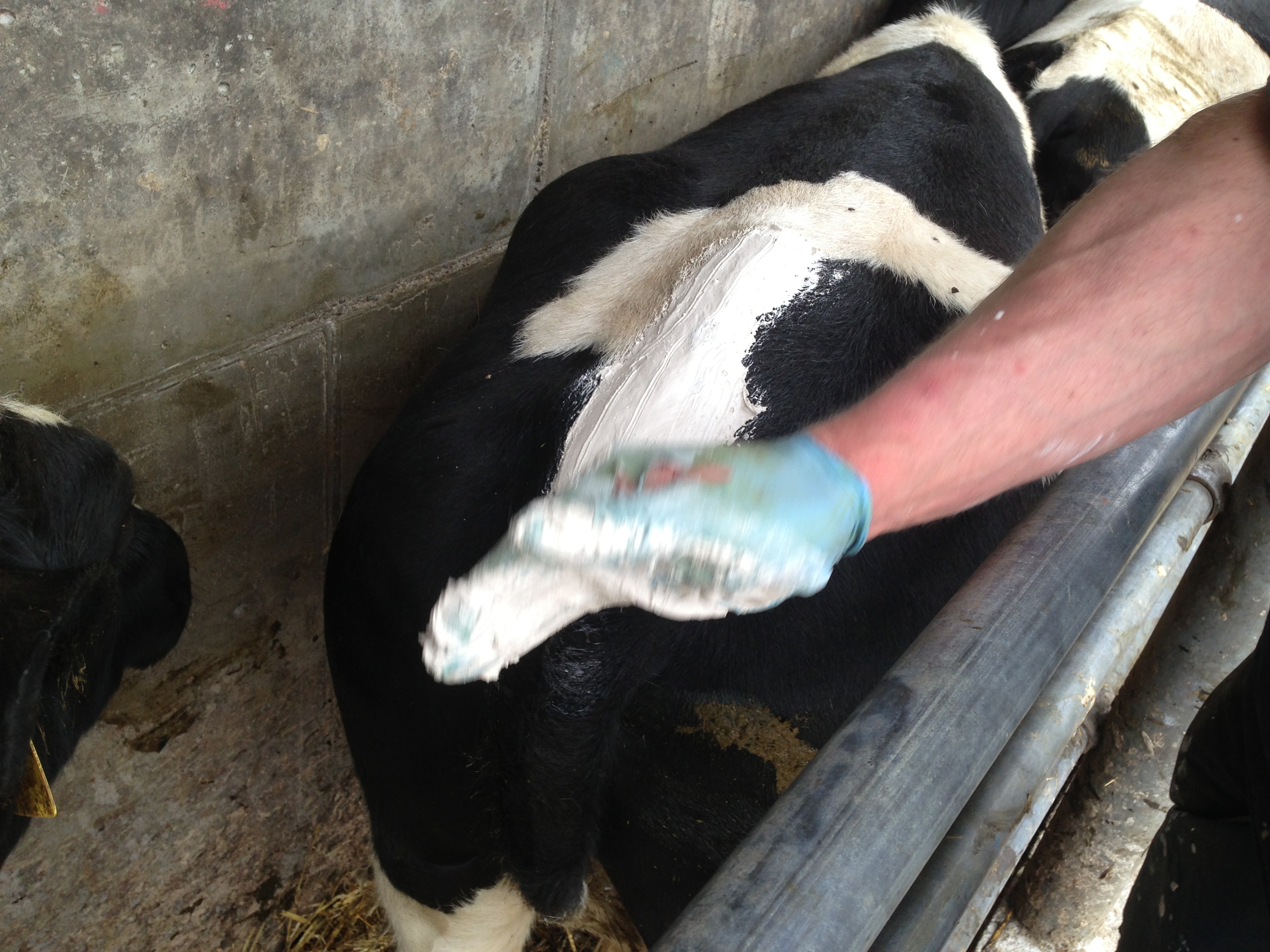 Tailpainting heifers for AI