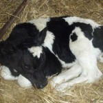Would You Like A Blog Written About Your Calf?