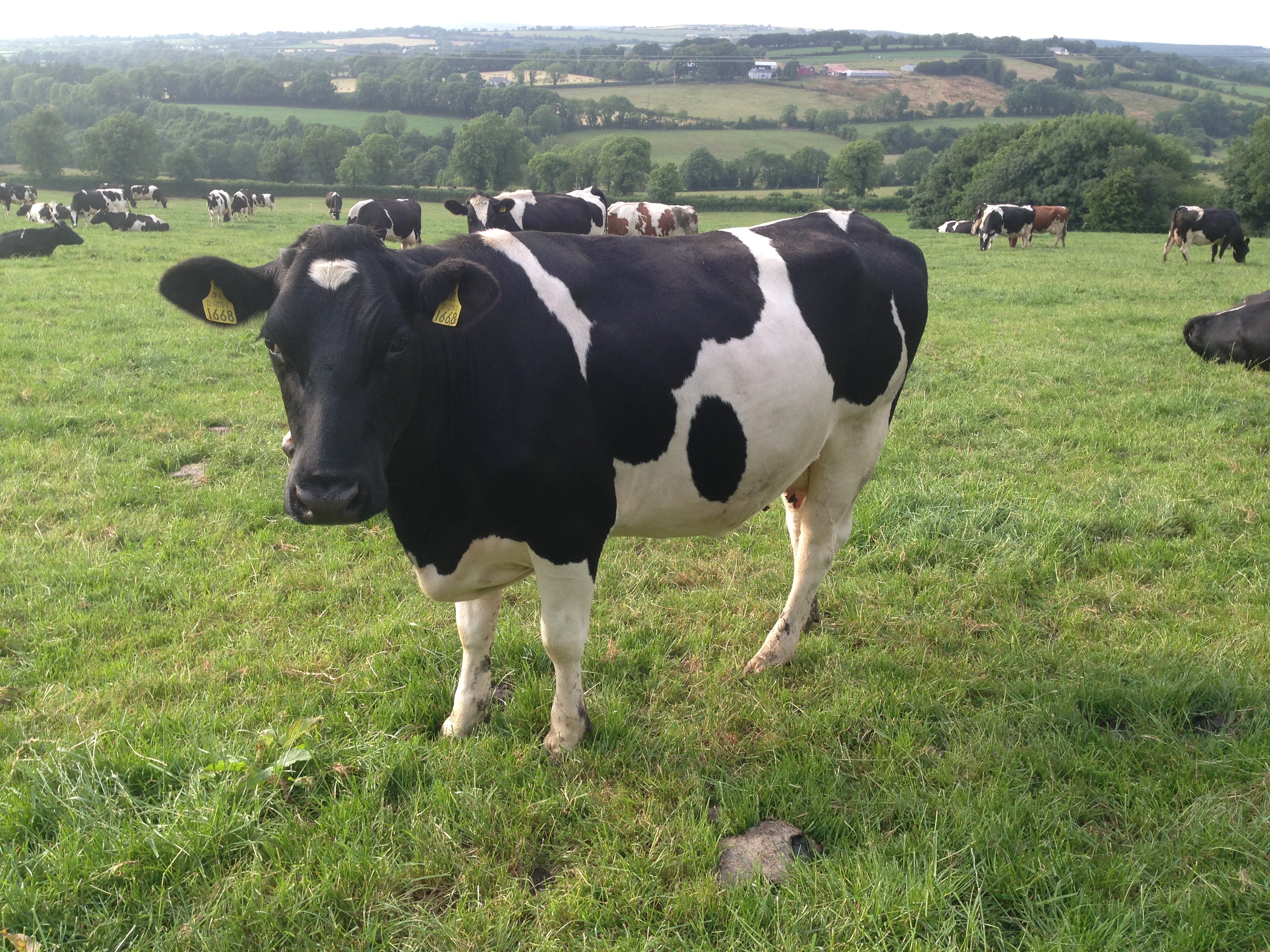 Irish Dairy Farming