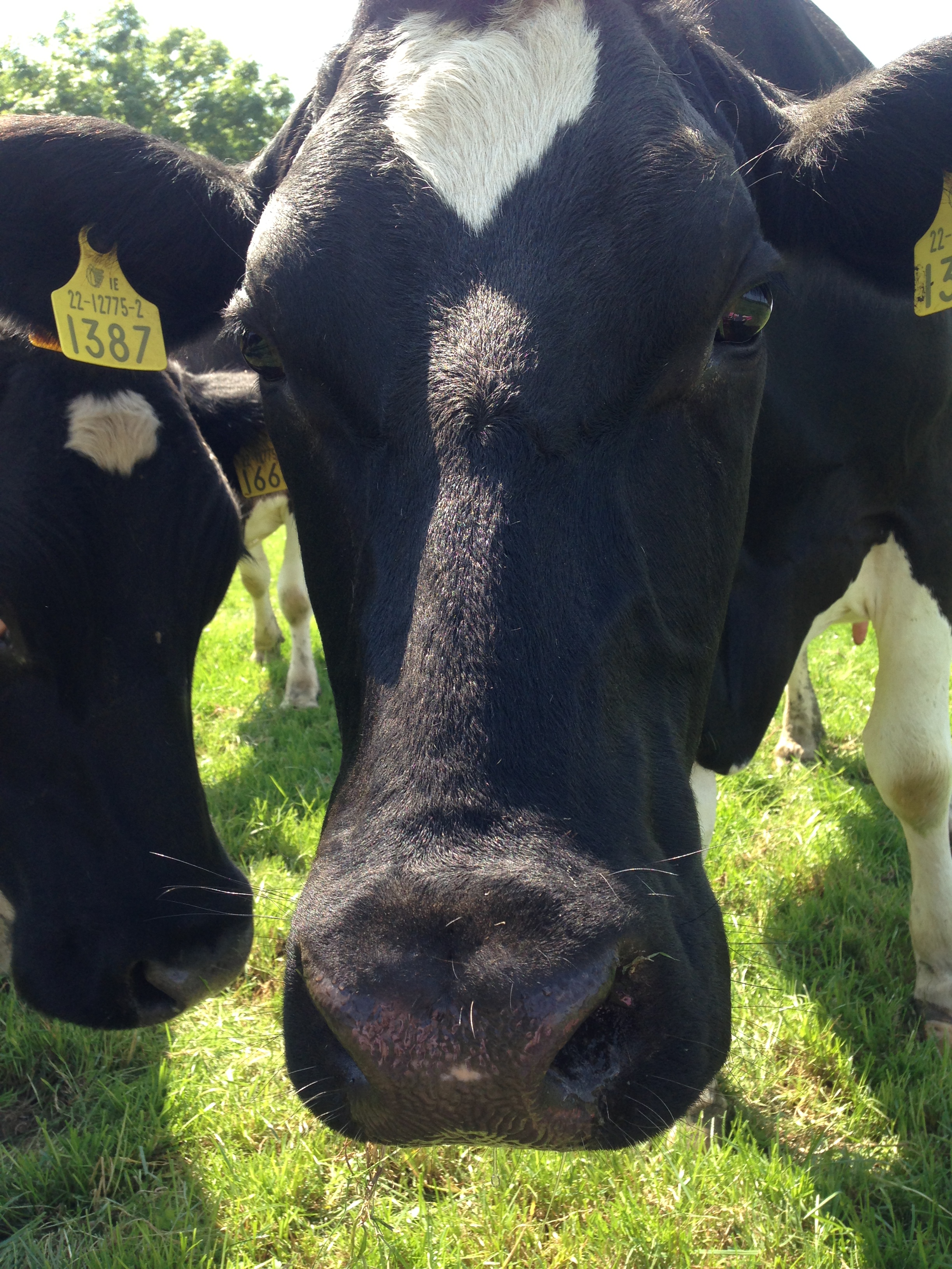Irish Dairy Cow