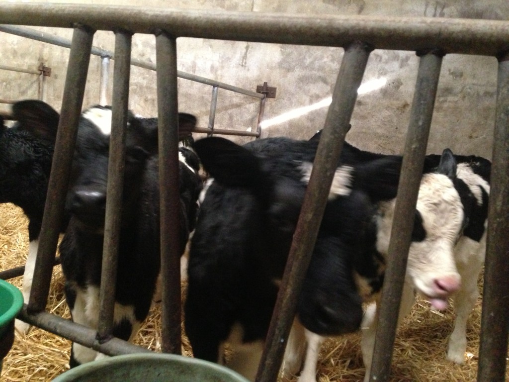 Dairy Calves 2014