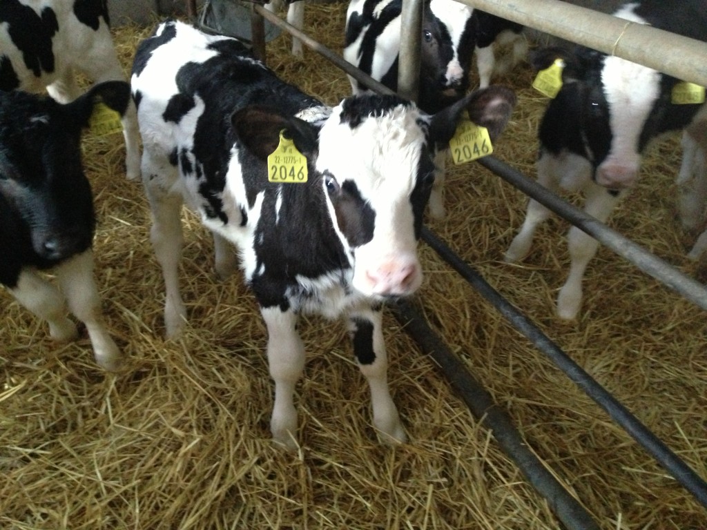 Florence, Irish dairy calf