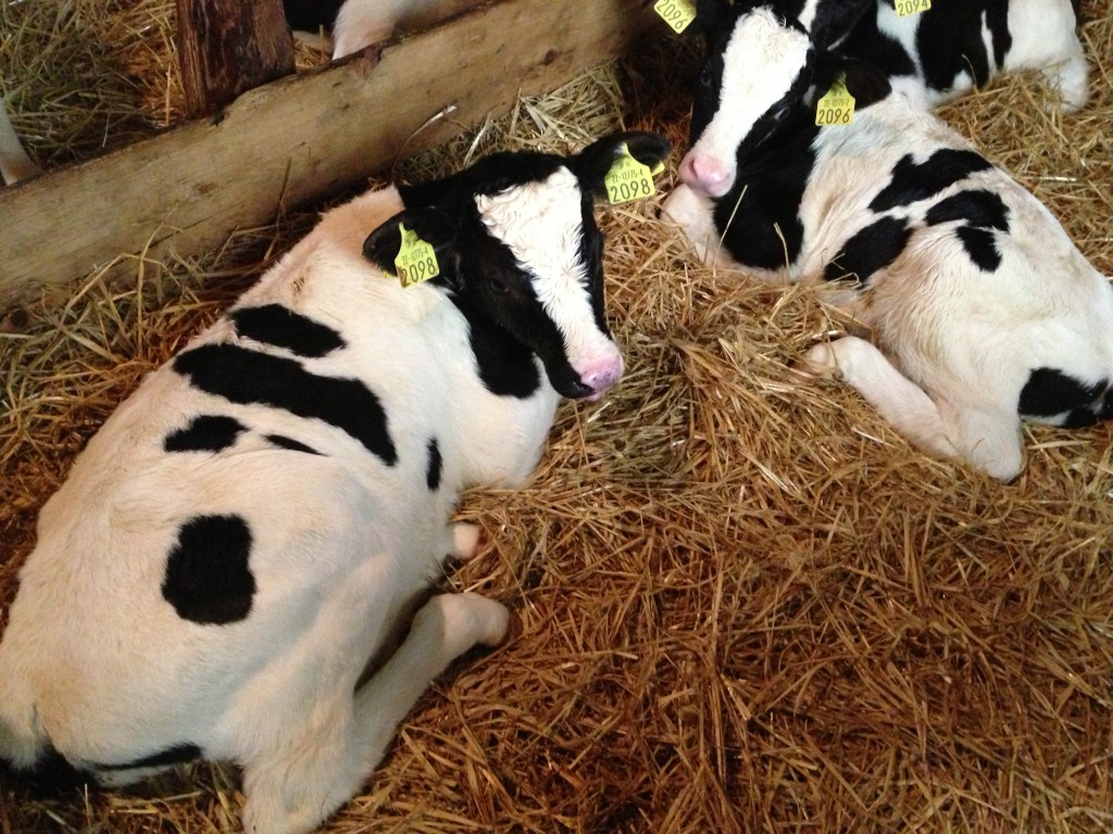 Dairy Bull Calves