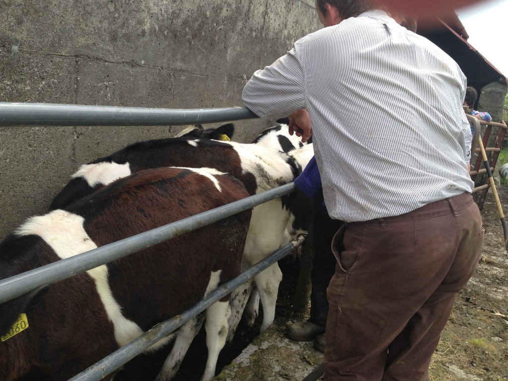 Testing cattle for TB