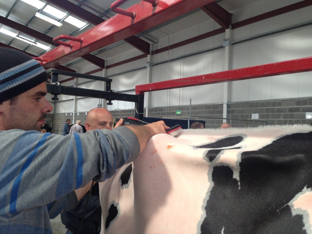 Preening a cow