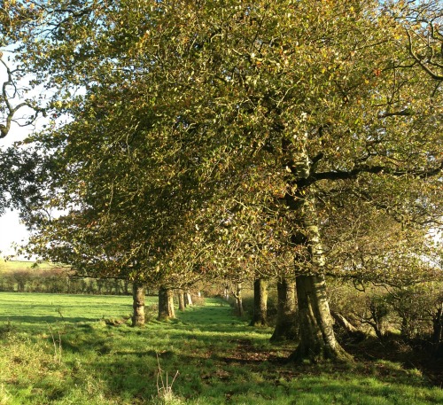 Trees on Irish Farm