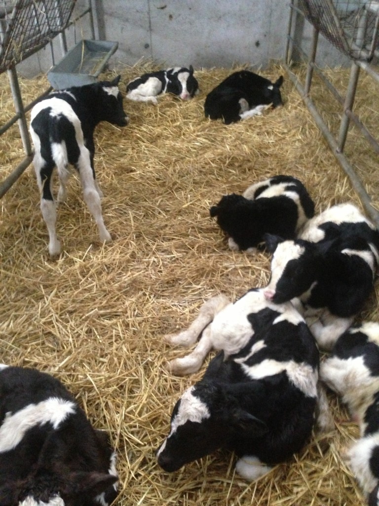 sleeping calves