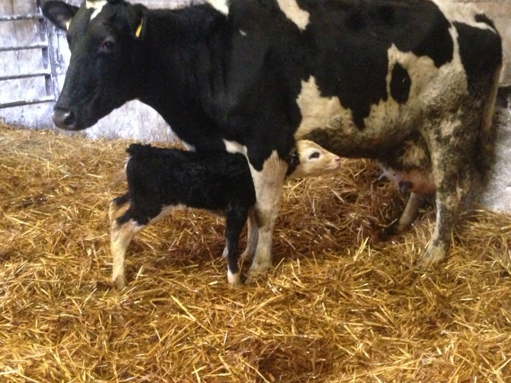 Hereford Calf - Yes, you're going in the right direction!