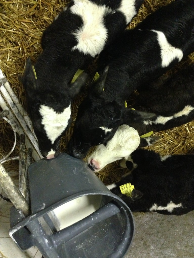 Birds Eye view of Unnamed, George, Victoria and Benny - all feeding well on a 5 teat feeder