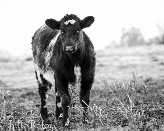 Cow Photography