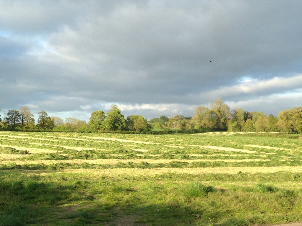 Silage Field