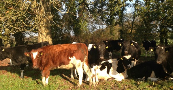 Heifers enjoying the sunshine