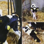 What Makes Some Calves Special