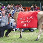 Marriage propose at an agricultural show