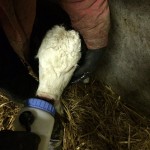 My Farming Week: There’s Something About Mary