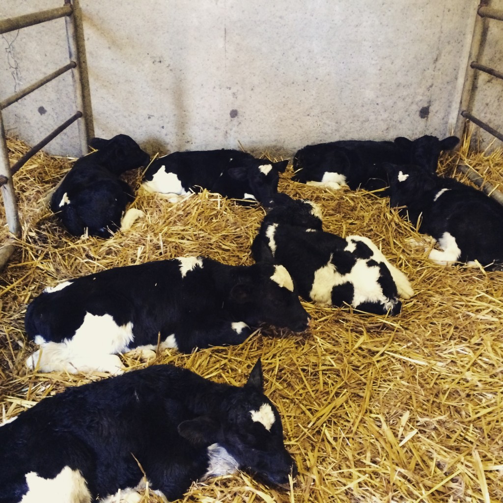 Black and white calves