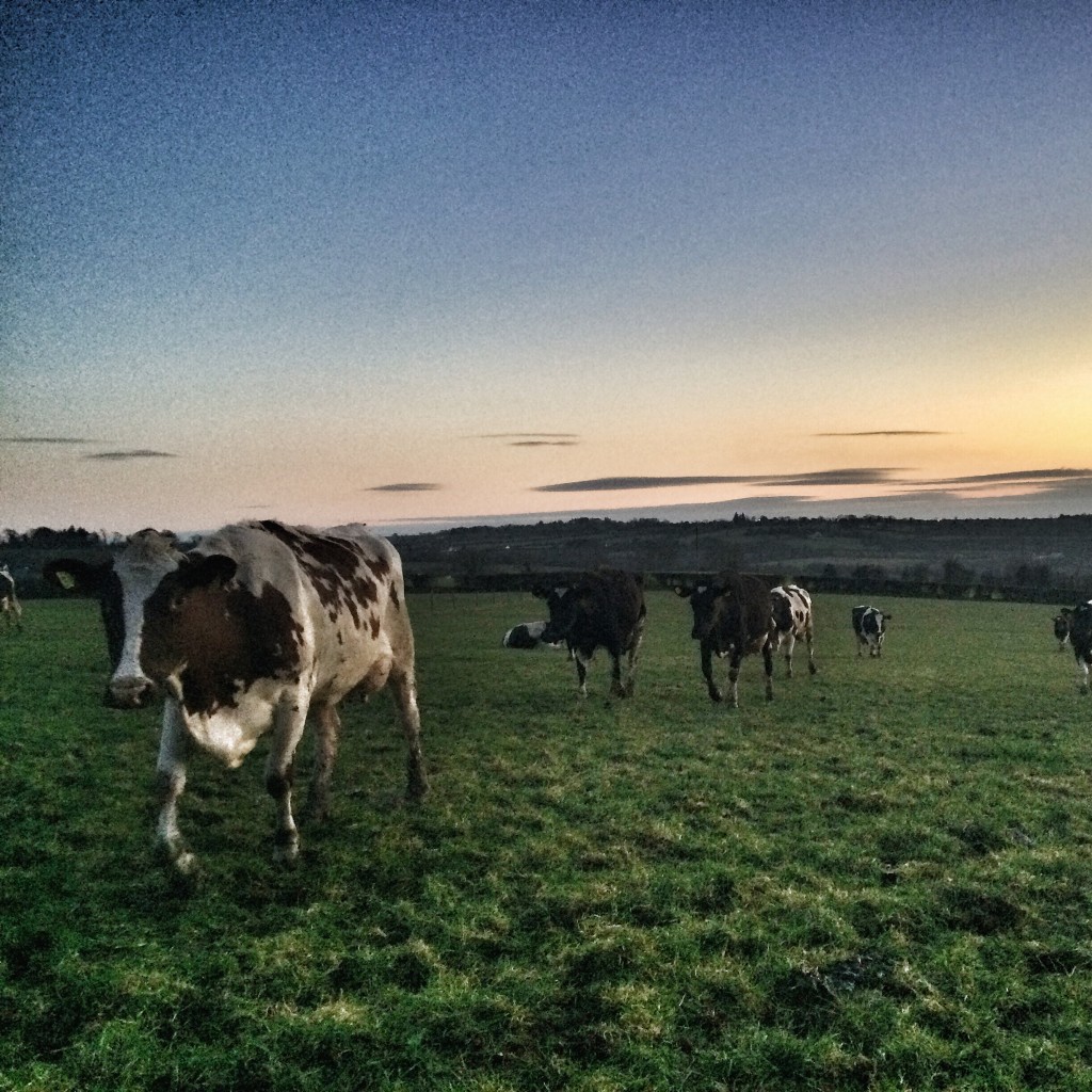 For years, cows have come in to be milked from 'High Shores'