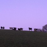 Cows purple evening