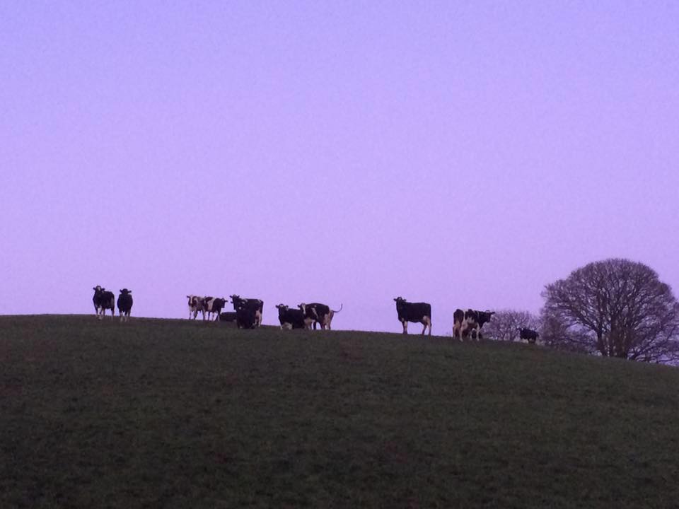 Cows purple evening