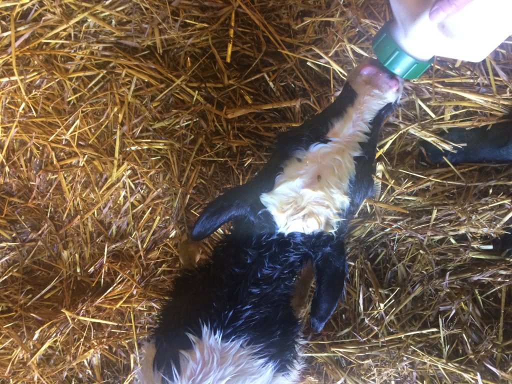 Feeding newborn calf
