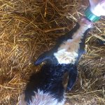Feeding newborn calf