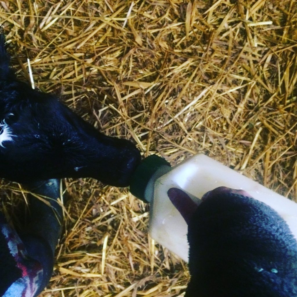 Feeding a calf her first feed