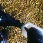 What To Expect When You’re Calving / Lambing