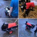 Going for a ride in a calf barrow in my new red coat