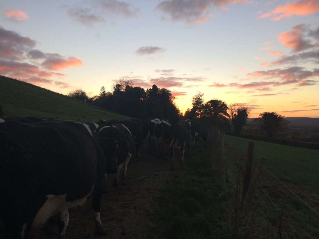Cows going out to grass on a beautiful evening