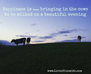 Happiness is bringing in the cows to be milked on a beautiful evening