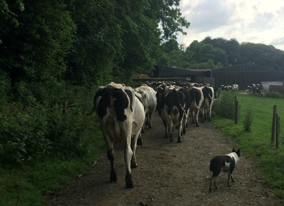 Farmdog Lou bringing in the cows