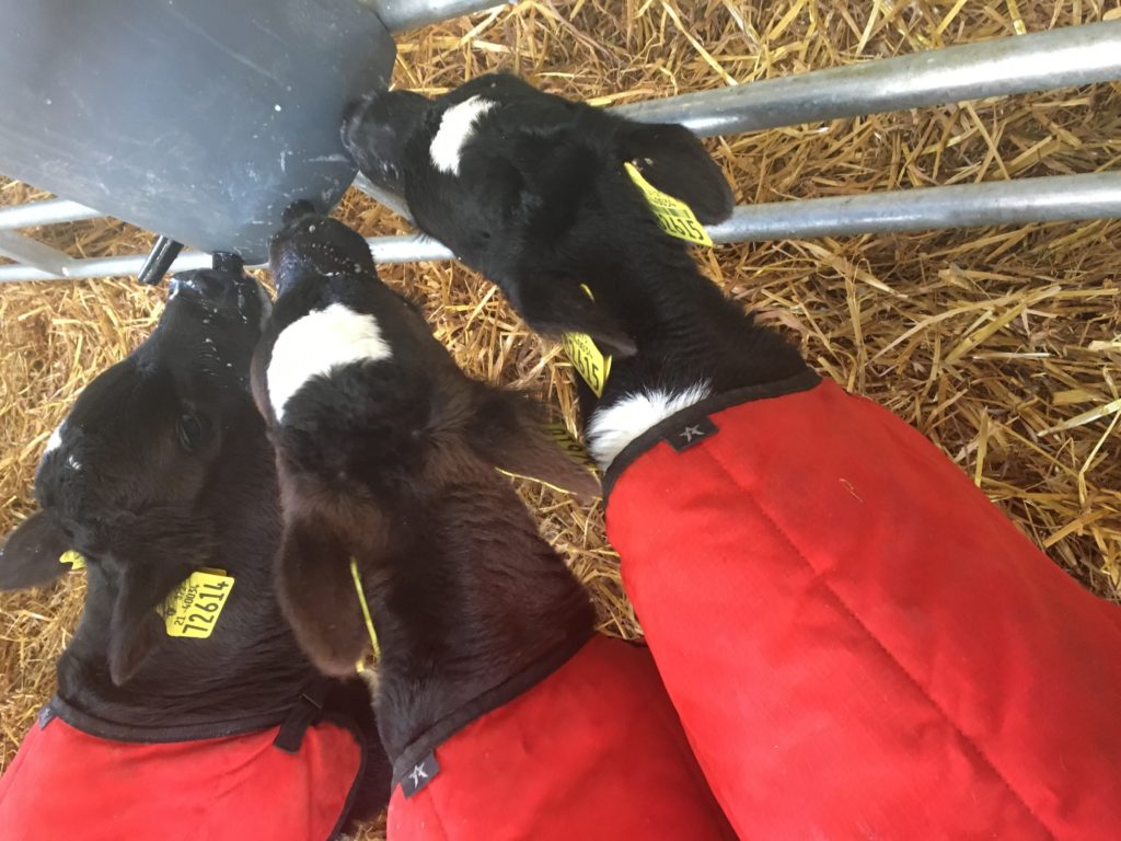 Triplet Calves
