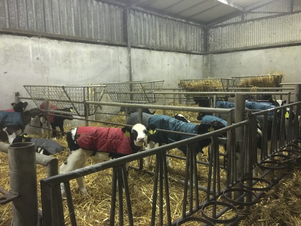 Calves back in old calf shed