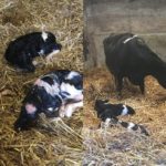 Why Triplet Calves are so Special