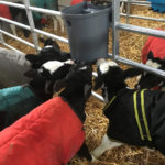Calves in calf coats