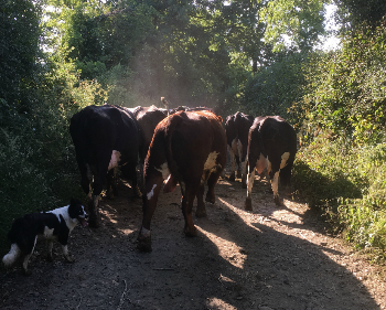 Lou bringing in the cows and even though they are just meandering along, the dust was flying up