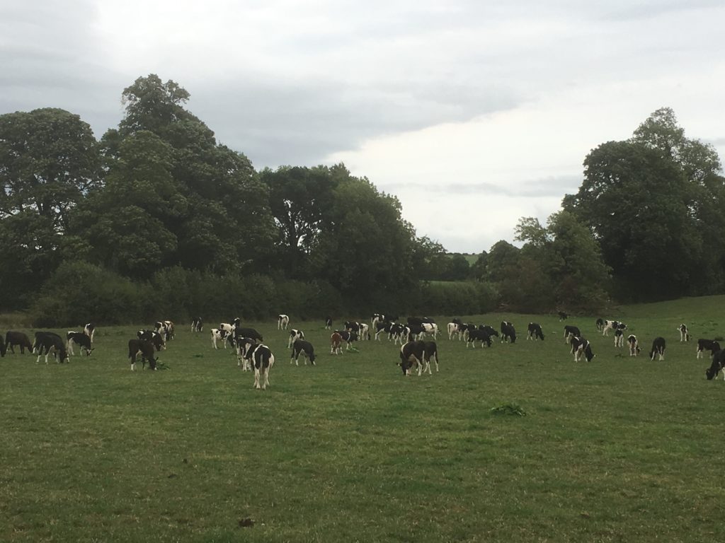 Calves grazing during a 'green drought'