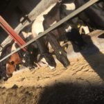 Cows being supplemented with soya hulls August 2018