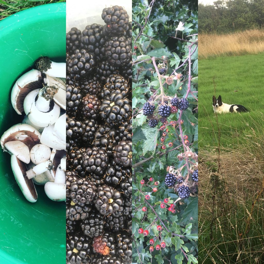 Foraging August 2018