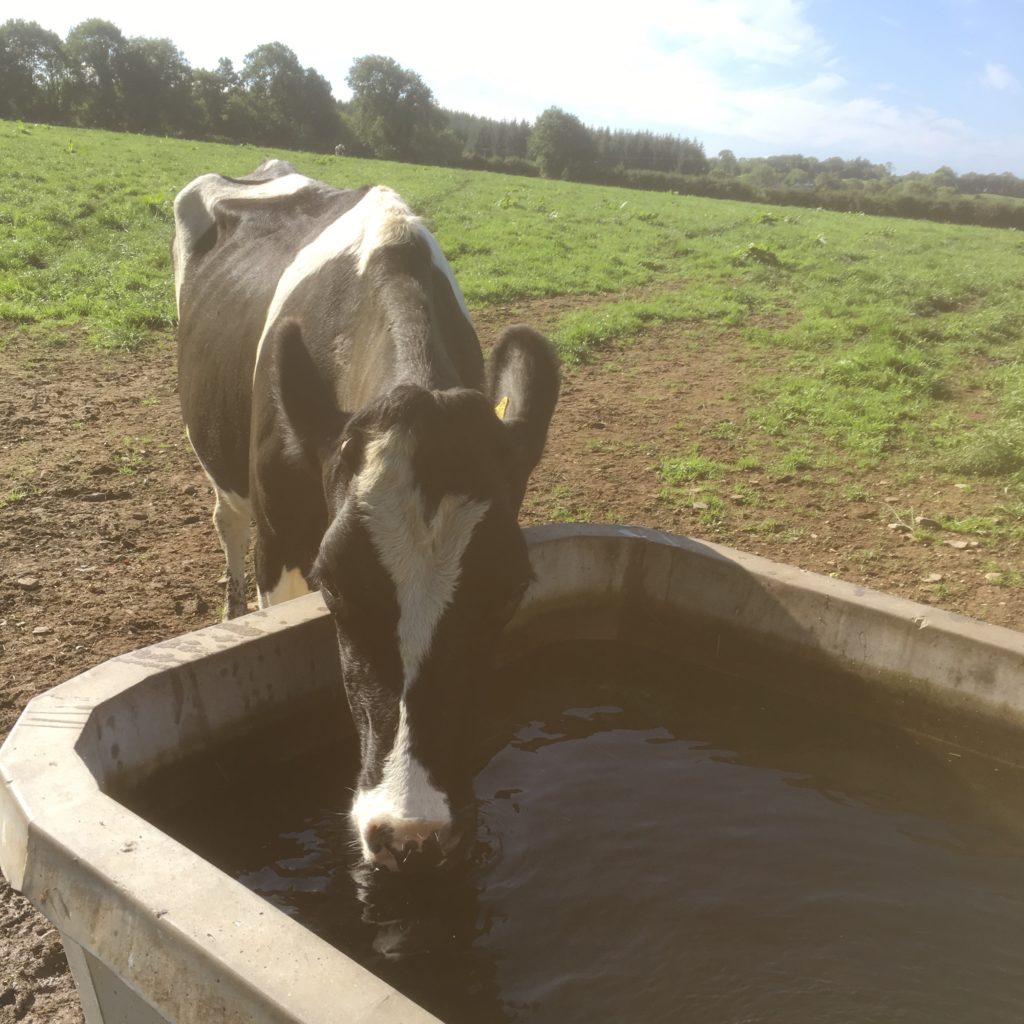 Becky the Irish dairy cow