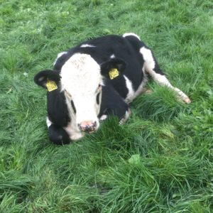 Pierrot the Hereford calf