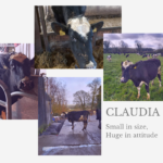Claudia the Cow